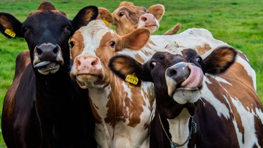 Genética de vacas aplicada al cambio climático
