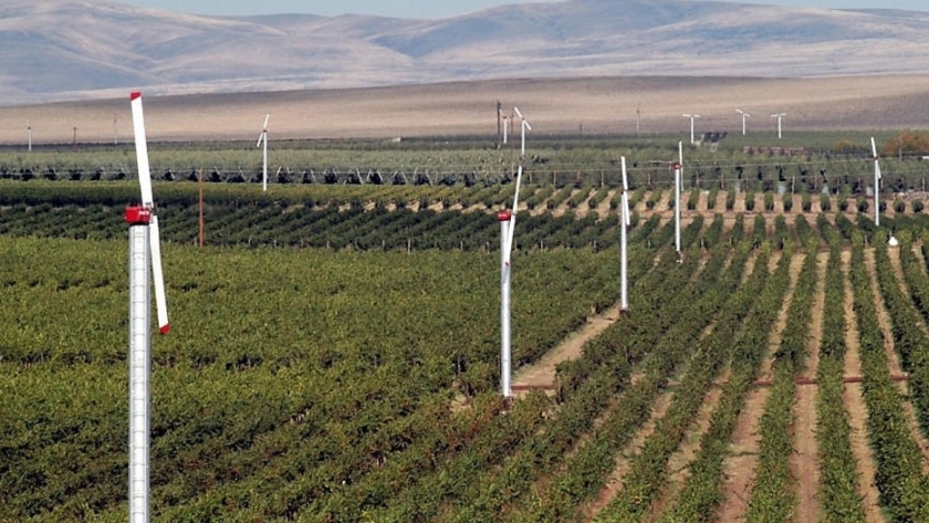 Molinos de viento: una nueva forma de dar batalla a las heladas