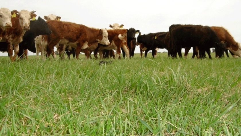 Cómo elegir la forrajera megatérmica ideal, según el ambiente
