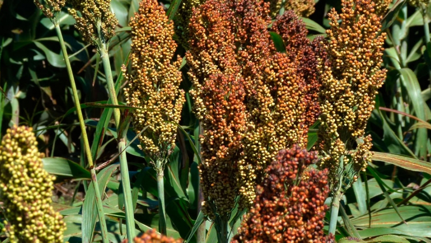 Sorgo: revelación de la campaña 2021