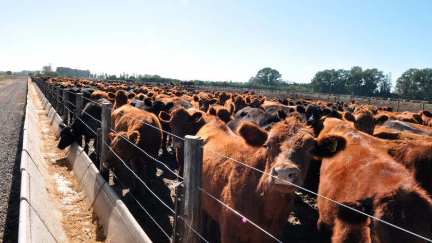 Con apoyo bancario del exterior, convirtieron la adversidad en carne