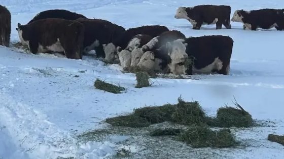 Ola polar en Argentina: más de un millón de ovejas y 90.000 vacunos en riesgo, la siembra de trigo se detiene