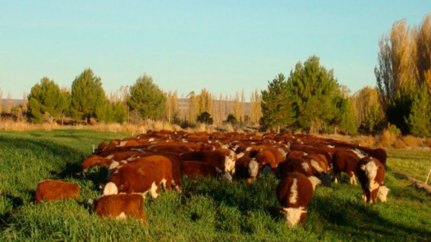 Un clúster para mejorar la competitividad bovina de Chubut