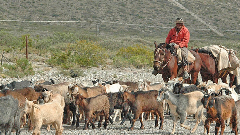 La producción caprina del sur es la segunda en importancia a nivel país