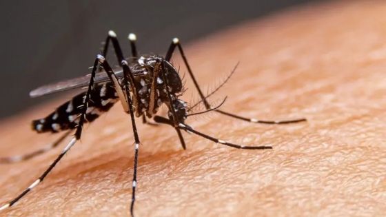 Vacunate contra el dengue: vacuna gratuita para residentes de Buenos Aires