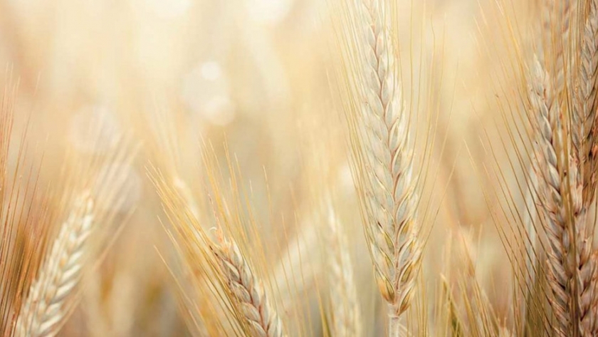 Pronóstico de cosechas de trigo y avena más pequeñas para Canadá trigo