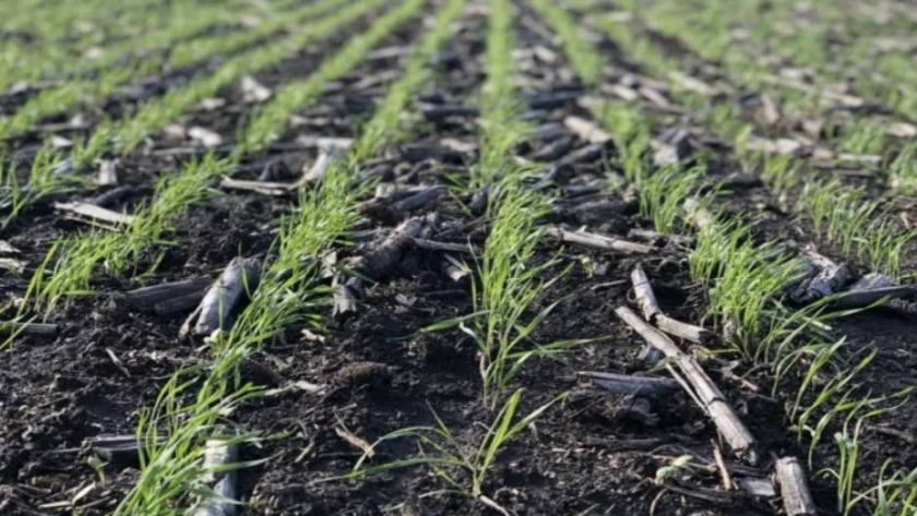 Trigo: confirman pérdida de rindes por falta de lluvias