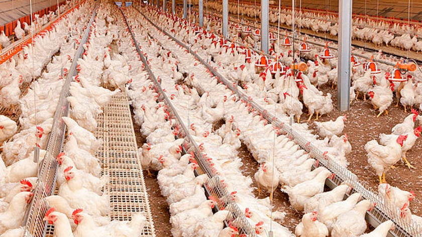 China abre sus puertas a la importación de  reproductoras vivas de EEUU