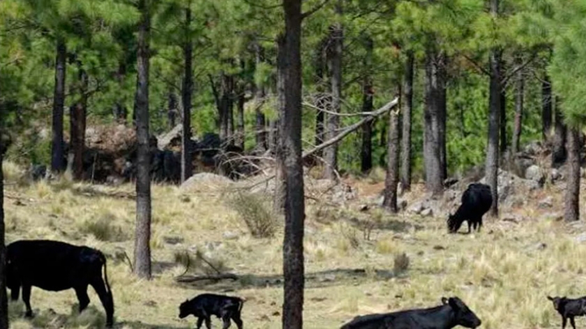 Cría entre los pinos