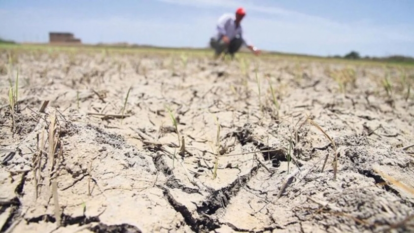 Sequía amenaza cosechas de trigo y maíz en región pampeana