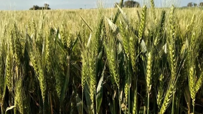 Aclaran que no hay cambios en la comercialización del trigo argentino