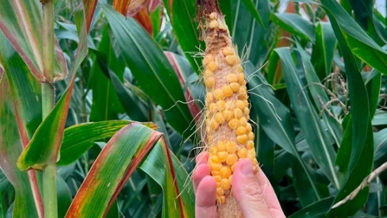 Santa Fe analiza declarar emergencia agropecuaria por los ataques de chicharrita en lotes de maíz