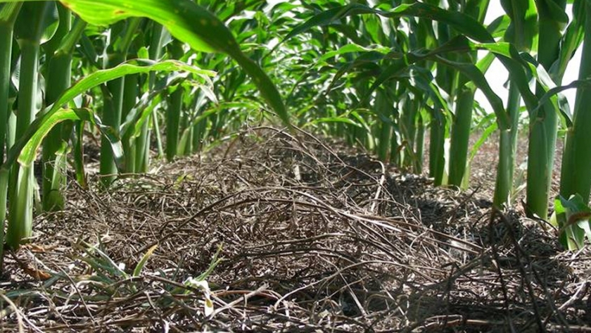 Cómo maximizar la productividad de manera sustentable