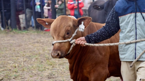 Las cabañas destacaron la genética y concretaron ventas exitosas en los remates de Agronea 2026