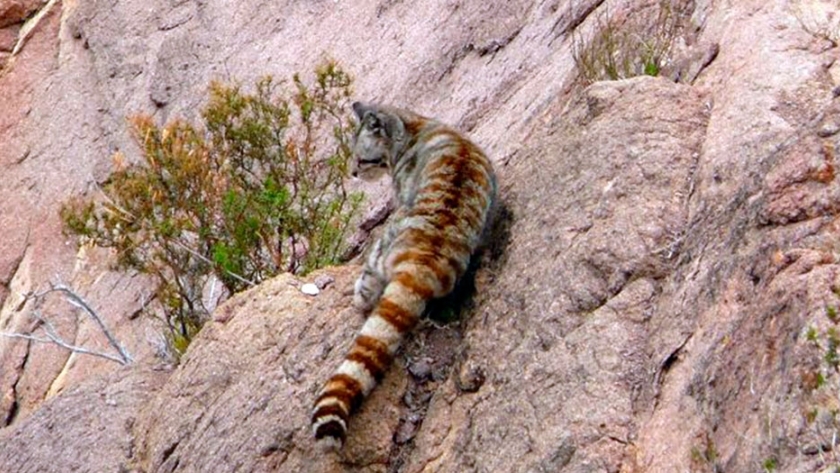 Apareció un gato andino en Mendoza e investigan su distribución