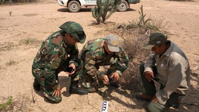 Un nuevo yaguareté en el impenetrable