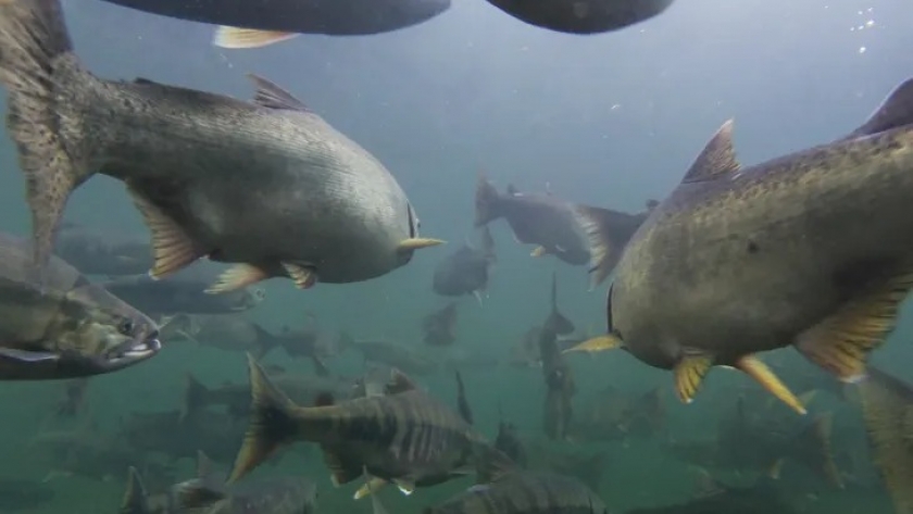 Salmón Chinook avanza en Patagonia y amenaza a truchas