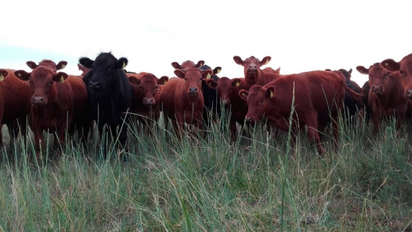 Un ciclo completo con alimentación propia gracias a la alta producción de pasturas y cebada