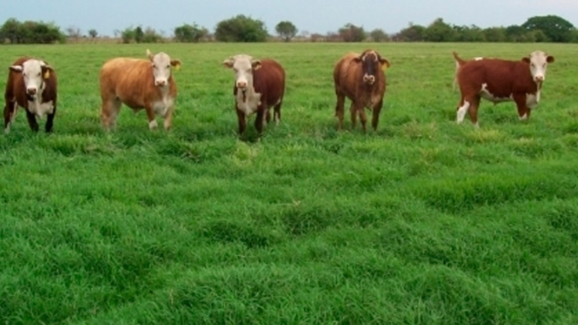 Implantación de pasturas, sembrar para el futuro