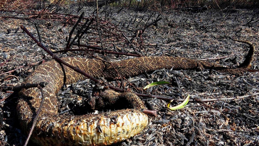 Por la quema de pastizales, la Corte Suprema obliga a crear urgente un Comité de Emergencia Ambiental