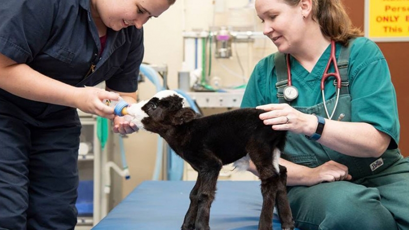 Con 3,5 kg, nació el ternero más pequeño del mundo
