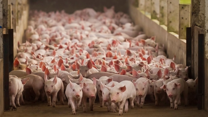 Porcinos: preocupación por la caída en las exportaciones de carne