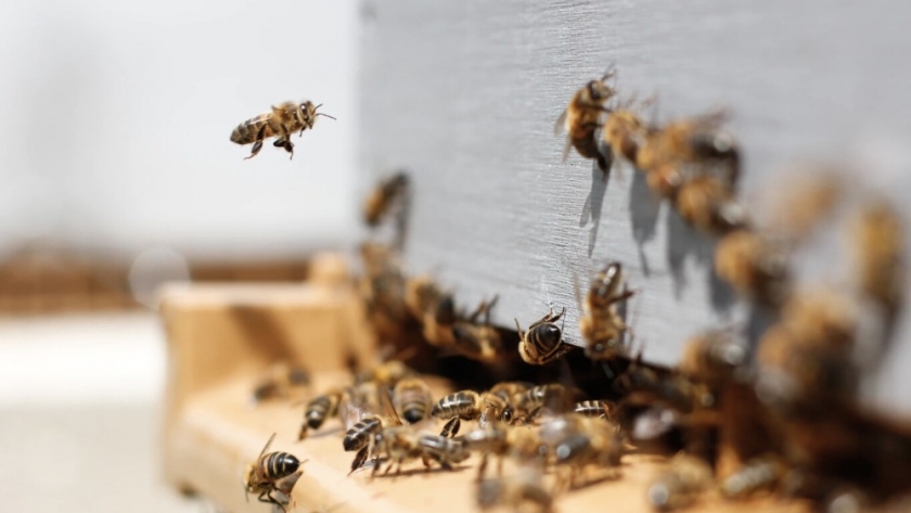 Unos apicultores franceses no sabían por qué sus abejas producían miel azul: estaban comiendo M&Ms de una fábrica cercana