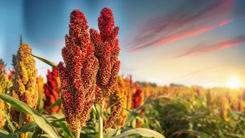 Sorgo: el genoma que puede cambiar la cosecha