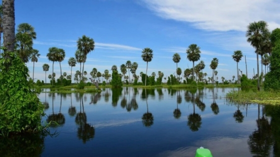 Bañado La Estrella: el humedal oculto entre los más grandes