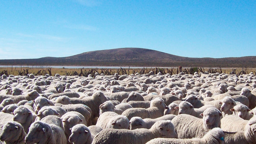 Asegurar el alimento, la clave para una reproducción exitosa de las majadas