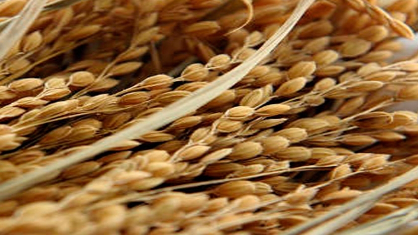 Arroz MG capaz de reducir la presión arterial