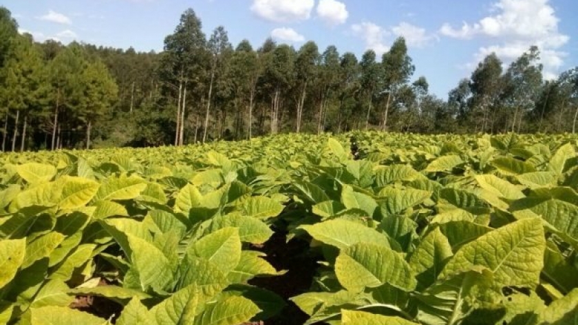 Importante suba para el tabaco Burley