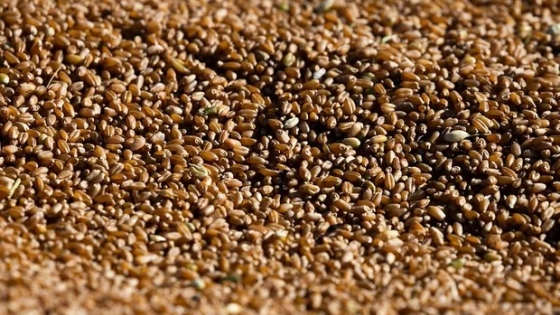 El durísimo reclamo de la cadena del trigo al Gobierno por la nueva siembra: 