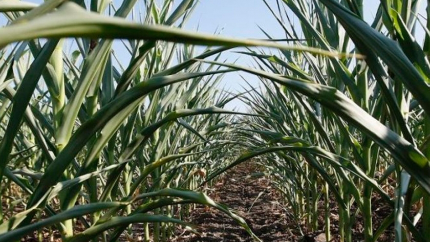 Un grupo de investigadores busca producir bioetanol a partir de residuos de maíz y sorgo