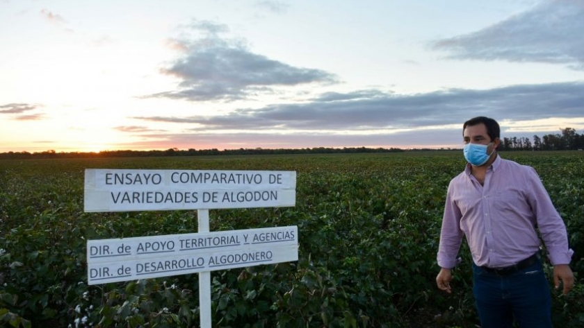 Más transparencia y calidad: Nación habilitó el sistema de información operaciones de algodón