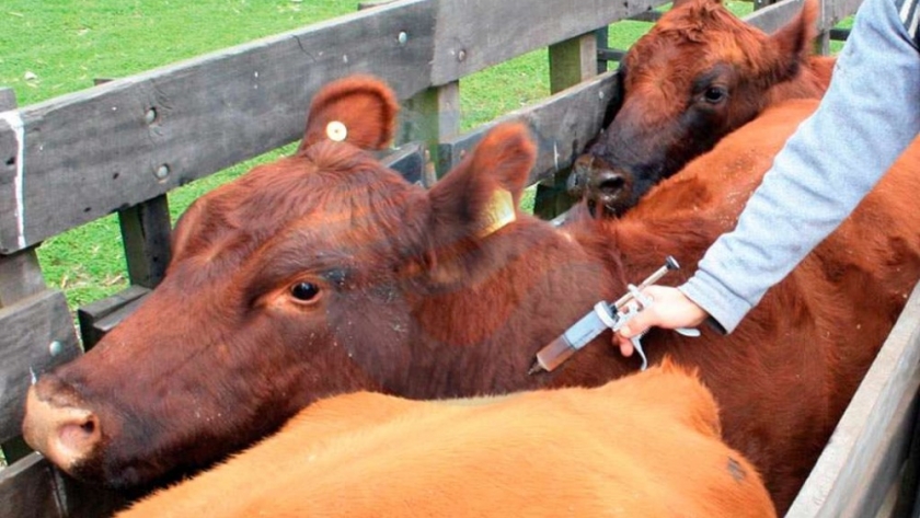 Preocupación por la caída del stock bovino