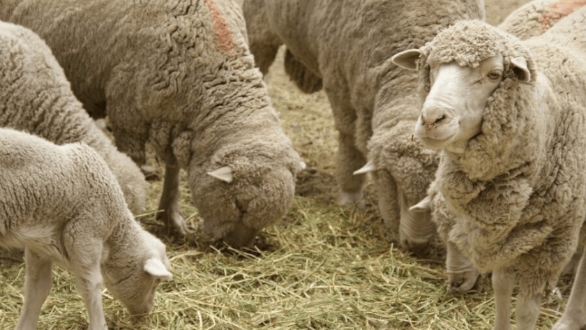 Argentina abrió un nuevo cruce exportador a Chile para ovinos y caprinos