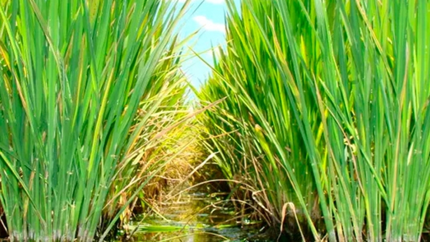 Entre Ríos desarrolla un sistema de alarma para el quemado del arroz