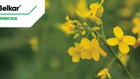 Corteva Agriscience presenta Belkar, el nuevo herbicida post-emergencia para colza de invierno