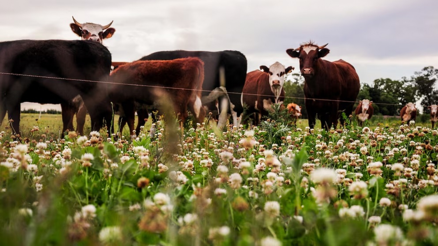 Uruguay impulsa aditivo que reduce metano en la ganadería