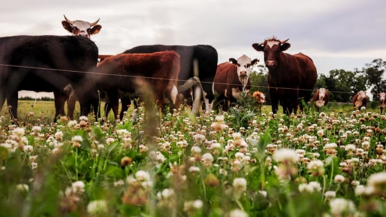 Uruguay impulsa aditivo que reduce metano en la ganadería