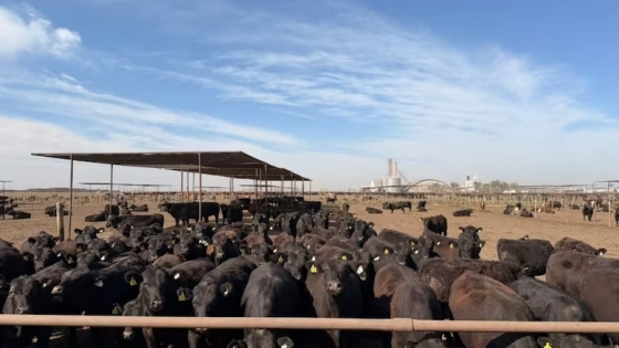 Certificación Welfair en feedlots: ACA logró el primer sello