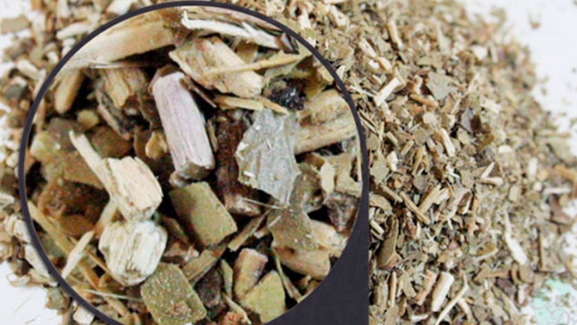 Investigadoras del Conicet obtienen una sustancia antimicrobiana a partir de la yerba mate