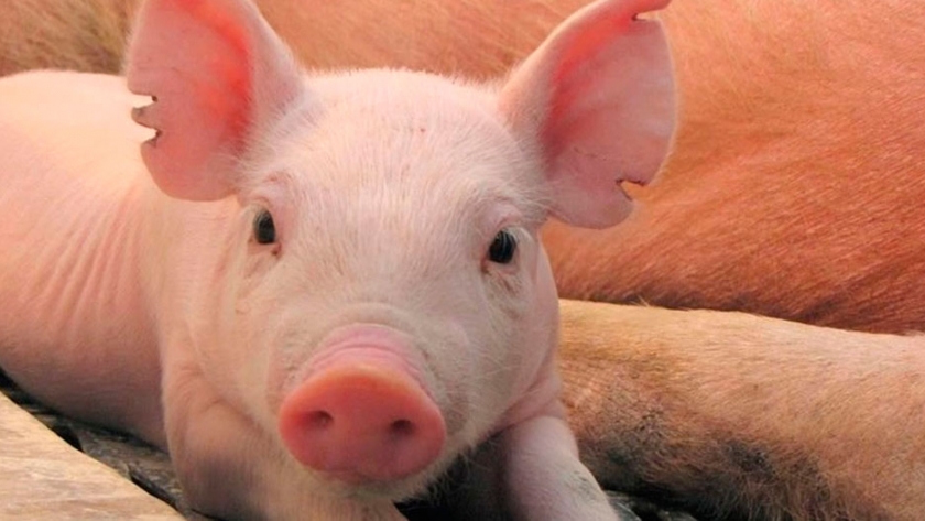 Cerdo: productores aseguran que la actividad es rentable y que con apoyo no tiene techo