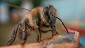 Superalimento de Oxford busca salvar a las abejas y asegurar la polinización global