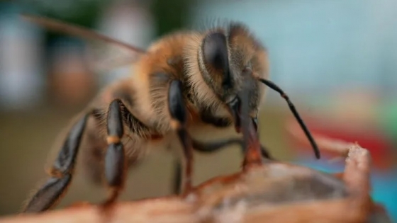 Superalimento de Oxford busca salvar a las abejas y asegurar la polinización global