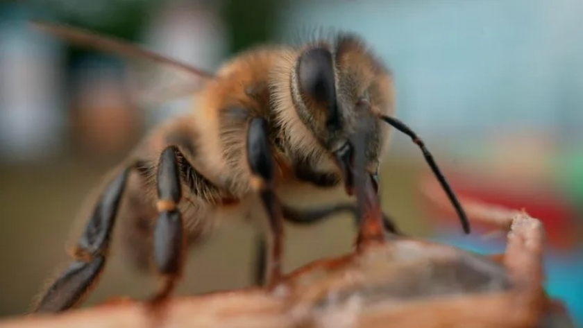Superalimento de Oxford busca salvar a las abejas y asegurar la polinización global