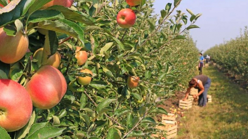 Frutales: cómo evitar enfermedades durante el invierno