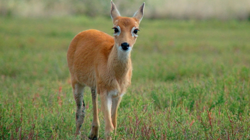 Una propuesta para proteger al Venado de las Pampas
