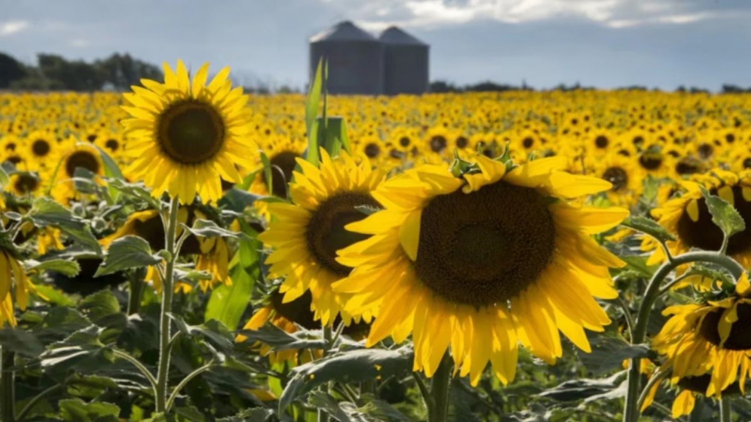 Girasol: crece el área sembrada y el complejo exportador argentino duplica sus ingresos